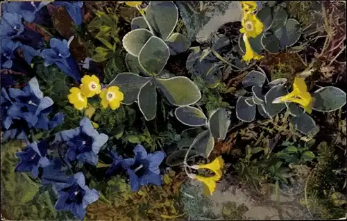 Ak Nenke und Ostermaier 547 1218, Gentiana acaulis, Primula auricula, Photochromie, Enzian