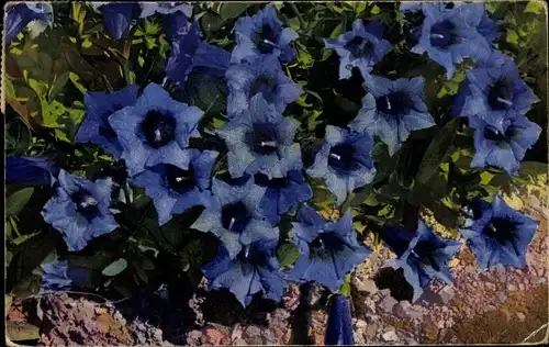 Ak Nenke und Ostermaier 547 1212, Photochromie, Gentiana acaulis, Enzian
