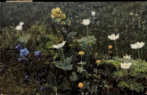 Ak Nenke und Ostermaier 523 952, Photochromie, Gentiana, Trollius, Anemone, Enzian, Alpenflora