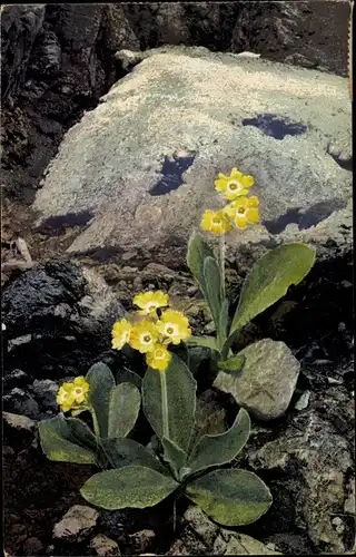 Ak Nenke und Ostermaier 523 944, Photochromie, Alpenflora, Primula auricula