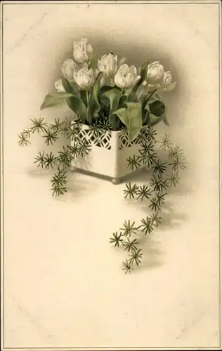 Ak Weiße Tulpen, Blumenkasten