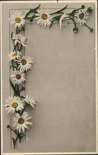 Ak Margeritenranke, weiße Blüten