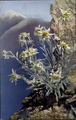 Ak Nenke und Ostermaier 447, Alpenflora, Photochromie, Leontopodium alpinum, Edelweiß