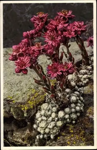 Ak Sempervivum arachnoideum, Spinnweben Hauswurz