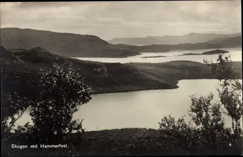 Ak Hammerfest Norwegen, Skogen ved