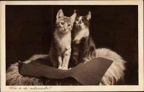 Ak Zwei Hauskatzen auf einem Fell