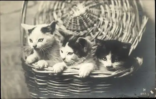 Ak Drei schwarz weiße Katzen in einem Weidenkorb