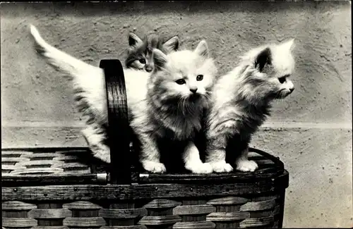 Ak Drei kleine Hauskatzen auf einem Flechtkorb