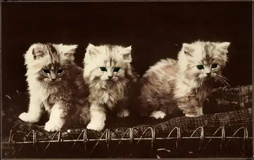 Ak Tierportrait, drei kleine Hauskatzen