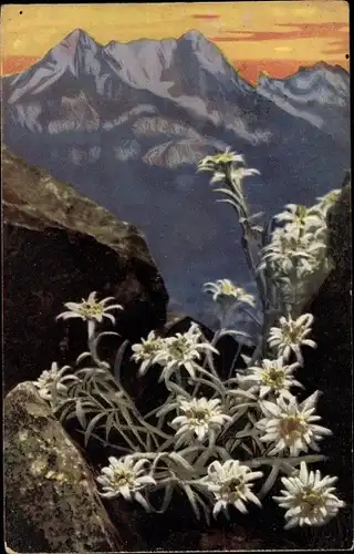 Ak Nenke und Ostermaier, Alpenflora, Edelweiß, Leontopodium alpinum, Photochromie