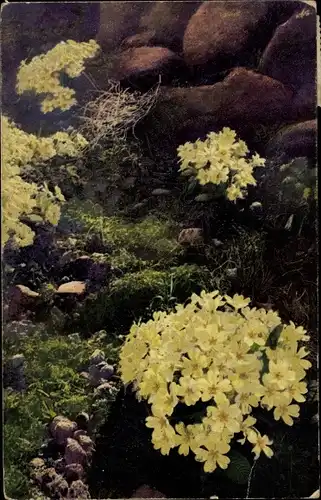 Ak Nenke und Ostermaier 545 1190, Photochromie, Primula acaulis