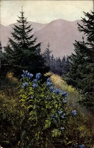 Ak Photochromie, Nenke und Ostermaier Serie 519 Nr. 907, Alpenflora, Gentiana asclepiades, Enzian