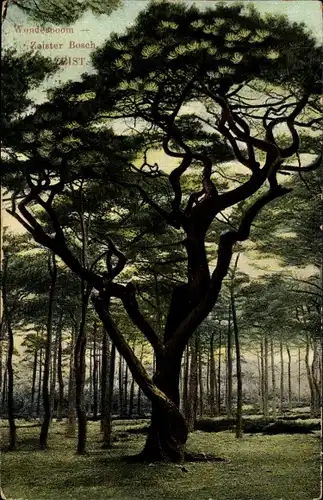 Ak Zeist Utrecht Niederlande, Wonderboom, Zeister Bosch