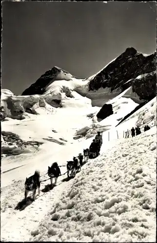 Ak Husky Schlittengespann in den Bergen, Jungfraujoch