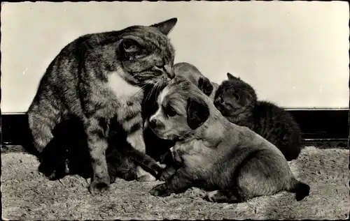 Ak Katzenmutter mit Katzenbabys und Hundewelpen