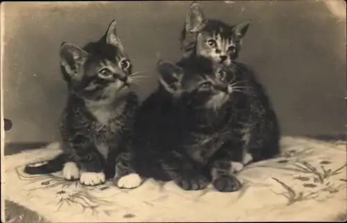 Foto Ak Drei kleine Hauskatzen auf einem Kissen