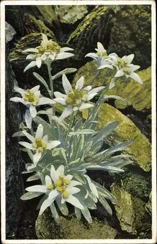 Ak Leontopodium Alpinum, Alpen Edelweiß, Nenke und Ostermaier 548 1223, Photochromie, Alpenflora