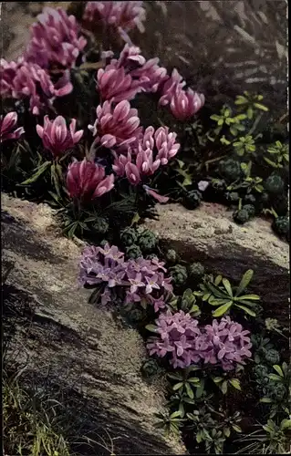 Ak Nenke und Ostermaier 515, Photochromie, Trifolium alpinum