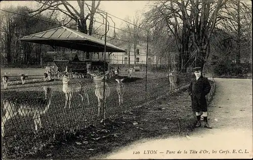 Ak Lyon Rhône, Tête d&#39;Or Park, der Hirsch