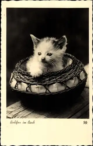Ak Kleines Kätzchen in einem Korb