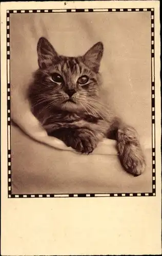 Ak Tierportrait, Hauskatze