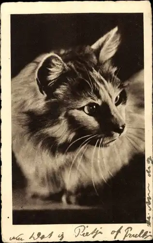 Ak Tierportrait, Hauskatze