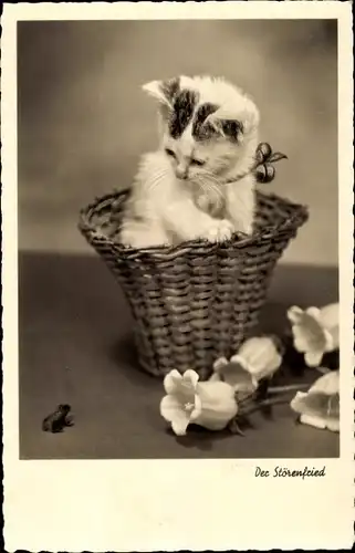 Ak Der Störenfried, Katze beobachtet einen Frosch