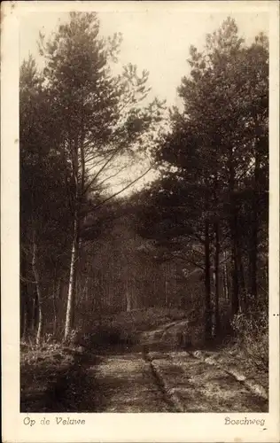 Ak Gelderland, Op de Veluwe, Boschweg
