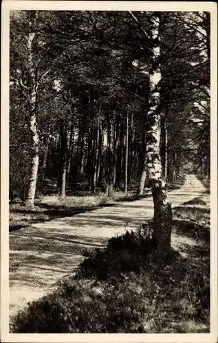 Ak Hoenderloo Gelderland, Het Nationale Park De Hooge Veluwe, De Kronkelweg