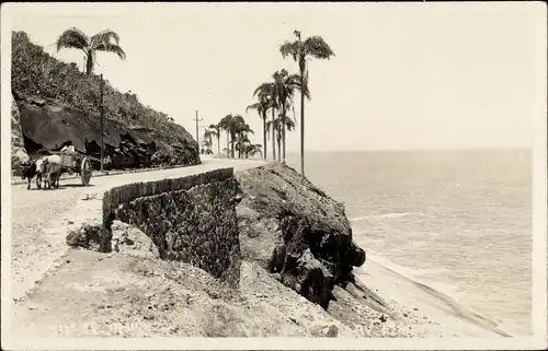 Foto Ak Insel Paquetá Rio de Janeiro Brasilien, Straßenpartie, Palmen