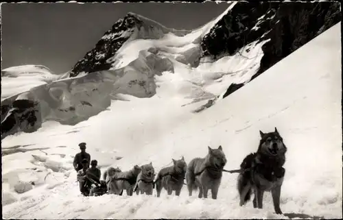 Ak Kanton Bern, Polarhunde auf dem Jungfraujoch, Schlittenhunde, Husky, Rottalsattel