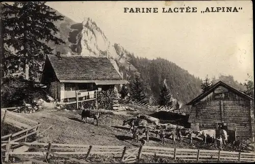 Ak Rinder auf der Alm im Gebirge, Reklame, Farine Lactee Alpina, Petrus Apotheke Wien