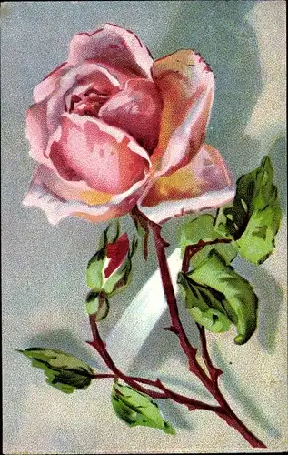 Künstler Ak  Einzelne rosa Rosenblüte