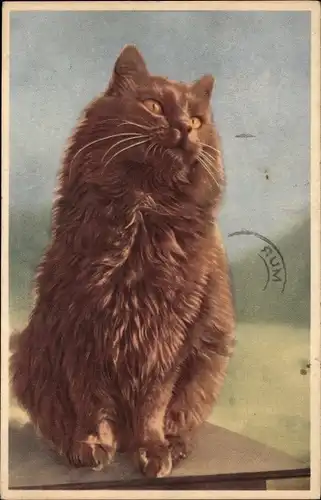 Ak Tierportrait, Katze mit langem Fell