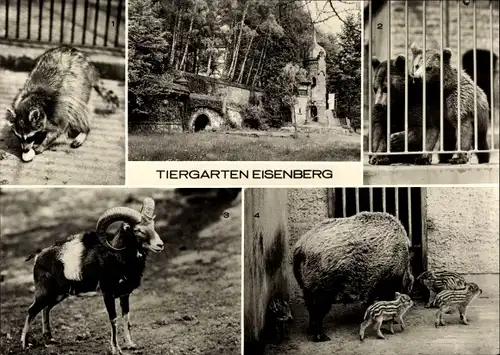 Ak Eisenberg in Thüringen, Tiergarten, Waschbär, Braunbär, Mufflon, Wildschweine