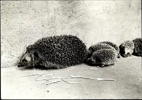 Ak Mutter Igel mit vier Jungen auf Erkundungstour