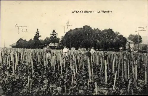 Ak Avenay-Marne, The Vineyard