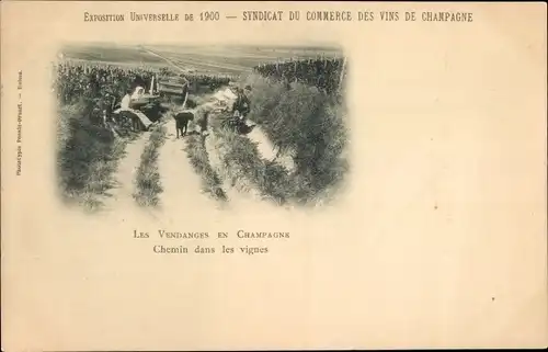 Ak Marne, Die Weinlese in der Champagne, Weg in den Reben, Weltausstellung 1900