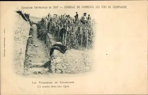 Ak Marne, Die Weinlese in der Champagne, ein Weg in einem Weinberg, Weltausstellung 1900
