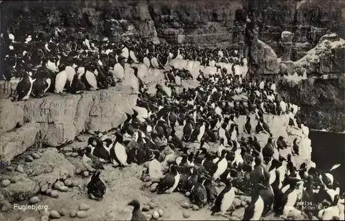 Ak Fuglebjerg Norwegen, Pinguinkolonie