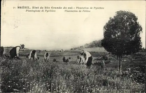 Ak Rio Grande do Sul Brasilien, Pyrethrum-Plantage