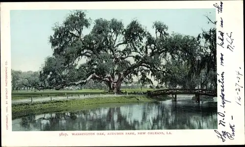 Ak New Orleans Louisiana USA, Washington Oak, Audubon Park