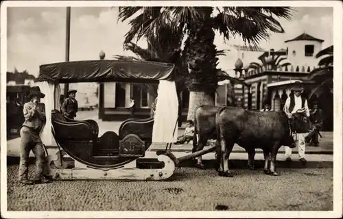 Ak Insel Madeira Portugal, Ochsenschlitten