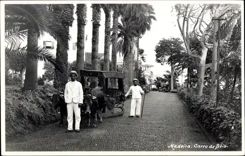 Ak Insel Madeira Portugal, Carro de Bois, Ochsenschlitten
