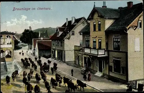 Ak Braunlage im Oberharz, Viehtrieb durch den Ort, Rinder