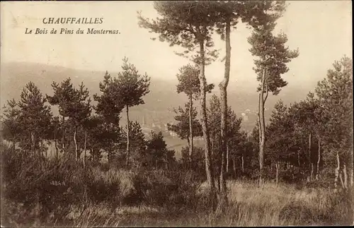 Ak Chauffailles Saône et Loire, Der Kiefernwald von Monternas