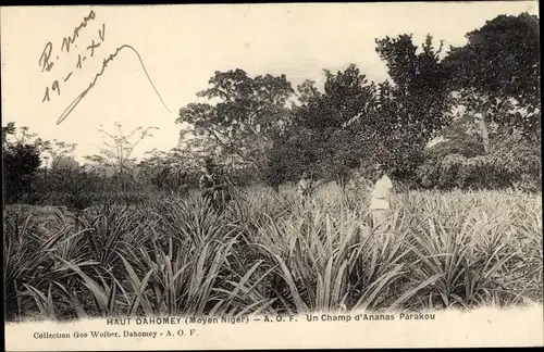 Ak Parakou Benin, Ein Ananasfeld