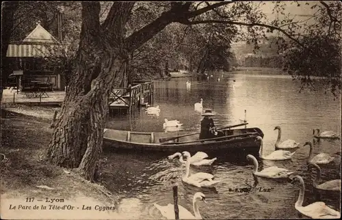 Ak Lyon Rhône, Tête-d&#39;Or-Park, Die Schwäne