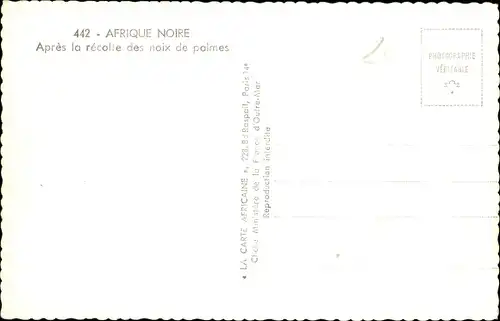 Ak Afrique Noire, nach der Ernte der Palmnüsse