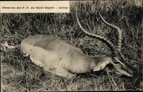Ak Saint Esprit Mission, liegende Antilope